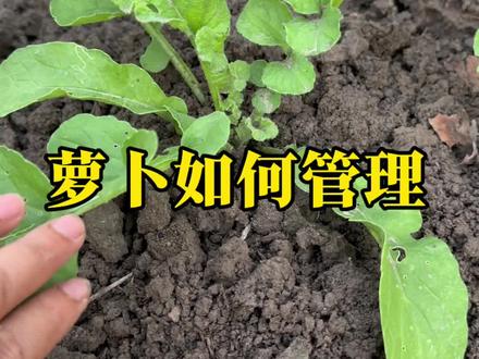 萝卜如何管理#种植小技巧 #家庭种植