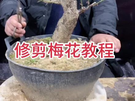 修剪梅花教程#愿你春暖花 @DOU+小助手