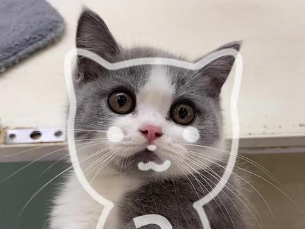 #谁能拒绝喵喵坐车摇 哈吉米这个萌