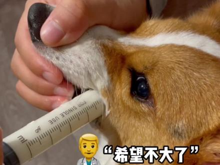 #柯基 六六舌头断了,医生说手术了希望也不大,长不上就残疾了。只能好好护理看看#萌宠出道计划 #萌宠