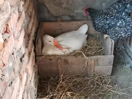 大白鹅抢占鸡窝,被芦花鸡强势骚扰,感叹母鹅下蛋太难了