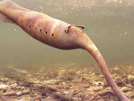 地球程序BUG级生物!长着杠铃眼和钳子嘴,让科学家吵了70年 #科普 #古生物 #科普知识 #知识前沿派对