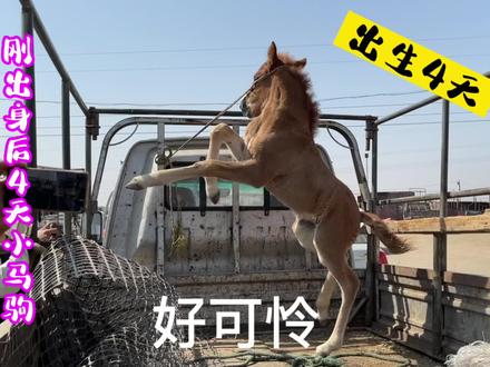 出生4天的小马驹,就残忍的让它离开妈妈,它一步一跳该有多痛苦
