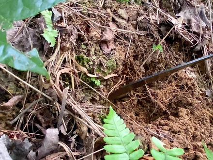 第一次发现“青米”蜂洞,徒手掏蜂窝,差点蜇得怀疑人生#三农 #我的乡村生活 #马蜂 #蜂蛹 #大自然的馈赠