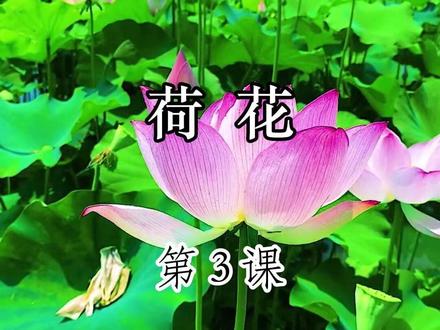 三年级下册第3课《荷花》 #读书 #每日一读 #三年级下册语文 #课文朗读 #荷花