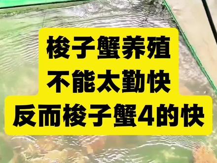 梭子蟹养殖不能太勤快,反而梭子蟹4得快#梭子蟹养殖 #梭子蟹 #梭子蟹苗 #养殖梭子蟹 #梭子蟹养殖技术 @DOU+小助手