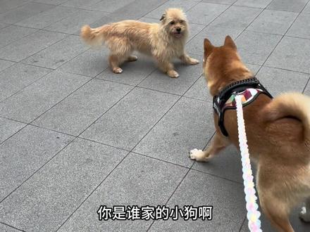 还以为自己终于能捡上狗了#中华田园犬#黄狗白面金不换 #谁能拒绝傻憨憨的小狗