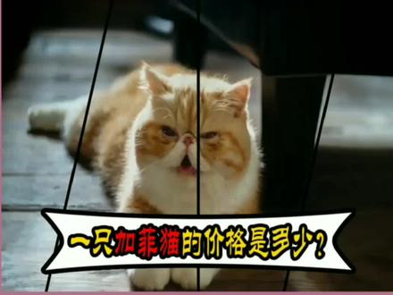 一只加菲猫的价格是多少? #萌宠 #猫咪 @抖音小助手