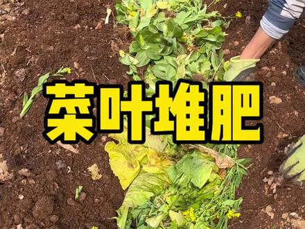 吃不完的菜叶子不要丢,用来堆肥,这样你的土越种越肥沃#种菜小技巧 #种菜 #家庭种菜 #种菜种菜