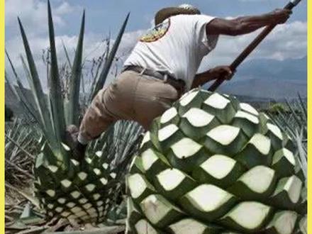 一生只开一次花的龙舌兰,是如何酿成龙舌兰酒的#龙舌兰 #龙舌兰酒 #涨知识 #制作过程#酿酒 #dou来安利纪录片@DOU+小助手