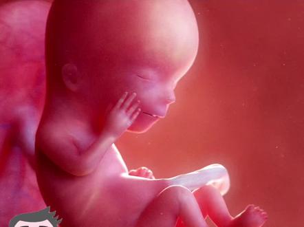 怀胎十个月,胎儿每个月的有哪些变化?#怀孕 #胎儿发育过程 #孕妇 @抖音小助手 @DOU+小助手