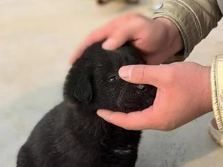 一定要学会摸#狗痴 #挑狗技巧 #土狗 #太行犬
