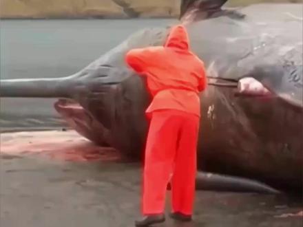 冲上岸的“鲸鱼炸弹”有多危险? #科普冷知识