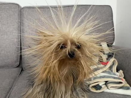 听说我火了?那完整版来啦!狗子被静电#傻狗的日常 #约克夏 穿着喇叭裤的海胆。