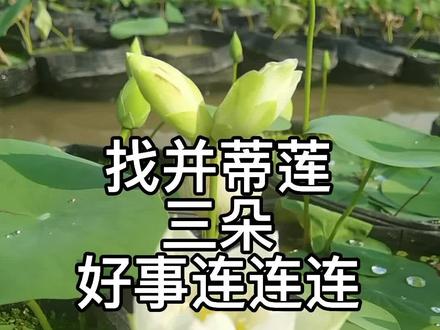 三朵并蒂莲 :遇到一朵不容易,连看三朵是好运,祝刷到的朋友:好事连连连!!! @DOU+小助手