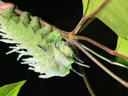 世界上最大蛾类的幼虫
#蛾 #乌桕大蚕蛾 #幼虫 #毛毛虫 #涨知识 #昆虫世界