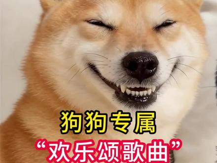小狗听完会很开心的音乐,你家狗子听了什么反应?#洋气小狗 #狗狗音乐 #宠物科普 #养狗的人才会懂 #狗狗成精了笑死我了