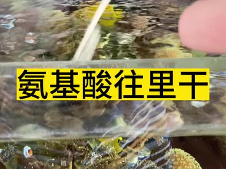 菌杀完给你们吃氨基酸快给我恢复起来#海缸 #海水鱼珊瑚 #海缸日记 #海洋生物