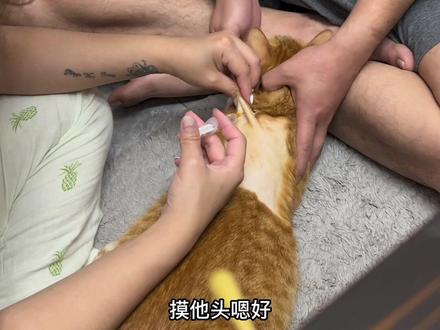 第九天,平时跟正常猫咪一样啦#滚吧猫传腹