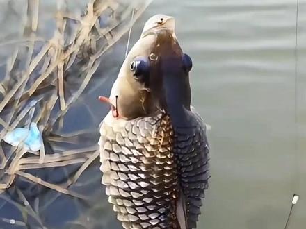这种鱼能吃吗?#鱼 #科普 #钓鱼 #涨知识