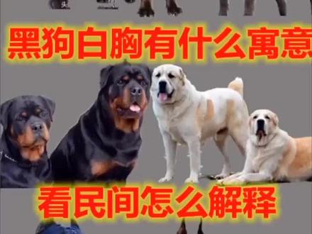 涨知实#卡斯罗 #我在抖音涨知识 #猛犬 #护卫犬 #犬伴一生 #猛犬保镖 @DOU+小助手 @今天拍点啥
