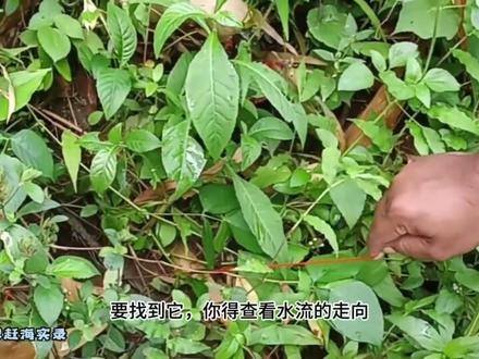 印尼溪流,高手抓30斤溪鳗,胳膊粗的鳗鱼钓出来太费劲 印尼溪流,高手抓30斤溪鳗,胳膊粗的鳗鱼钓出来太费劲#赶海 #国外赶海 #钓鱼 #溪鳗 #鳗鱼