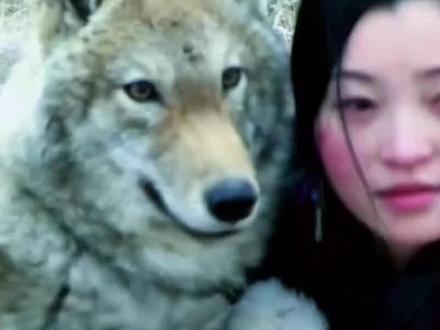 狼王格林
感动了无数人