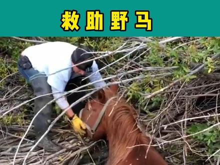 #动物救助 #野马 #神奇动物在这里 救助野马@抖音小助手