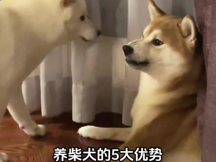 养柴犬的5大优势#萌宠 #柴犬 #柴犬幼犬 #柴犬日常 #宠物知识