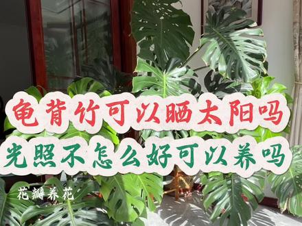 龟背竹可以晒太阳吗?光线不好可以养它吗?给大家做个比较…想养的花友可以借鉴一下…#花卉绿植 #龟背竹盆栽 #养花小技巧 #我的花花草草🌸🌸