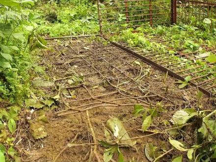 日本打猎人布下铁笼陷阱狩猎,夜视仪记录下野猪被困后用獠牙逃脱 #野猪 #野猪泛滥 #狩猎野猪 #猎杀野猪