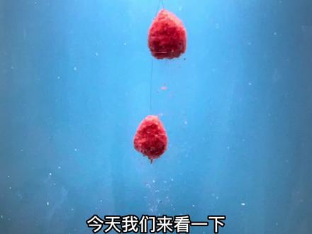 全能腥。搓饵建议饵水比1:0.8,拉饵用1:1开饵。不会空军的#饵料, #钓鲫鱼 一包搞定!