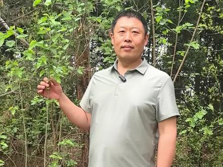 上汤桑叶,你吃过吗?你还知道桑叶怎么吃呢?#桑叶 #桑叶茶