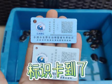 标识卡到咯,阿逗也呼吁大家保护野生种群,买龟认准人工繁育的。#养龟日常 #水族 #龟宠 #爬宠日常 #黄缘龟