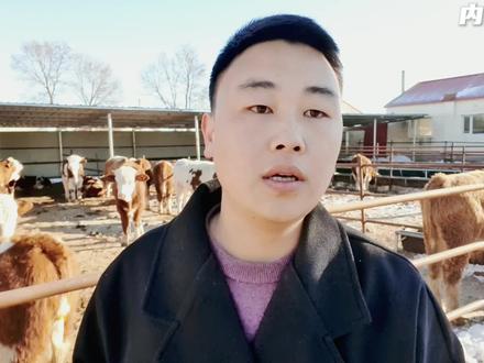 四百五百斤的小公牛,如何正确的拉骨架呢?听听养牛小伙怎么说?