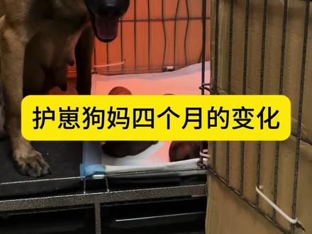 所以爱是会消失的吗😢#马犬#新乡训犬人#养狗的乐趣