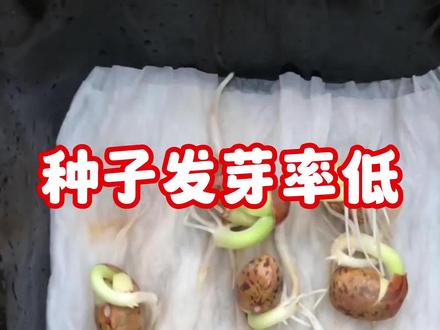 快速催芽法,不烂种、出芽齐,提高种子出芽率。#催芽 #种植
