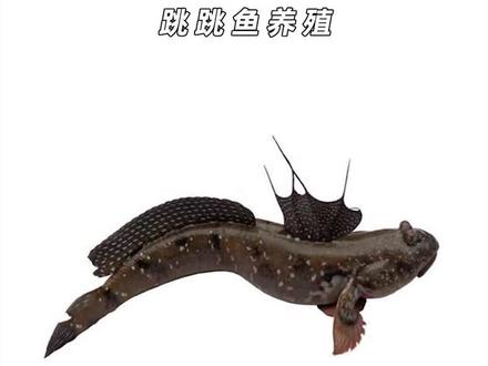 能走会跳的跳跳鱼,是如何养殖的#来抖音学农技 #纪录片 #乡村守护人 #养殖 #跳跳鱼