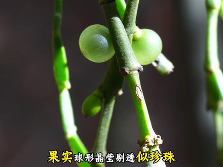 您确定您见过它吗? #植物科普 #科普一下 #我的乡村生活 #三农 #植物百科