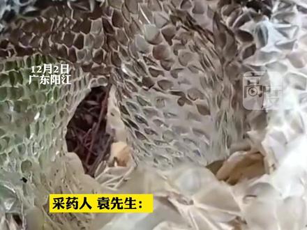 采药人山间遇5米长巨型蛇蜕,判断为蟒蛇所蜕。