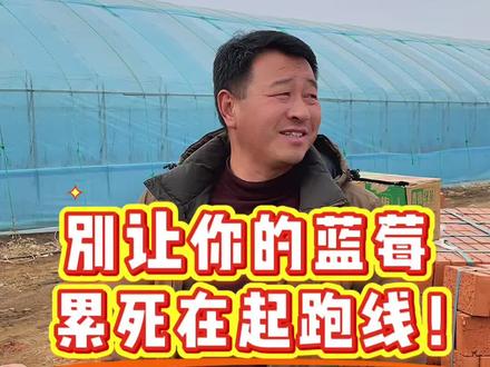 #上热门 种蓝莓学会修剪最重要!#蓝莓种植 #冷棚蓝莓 #新农人