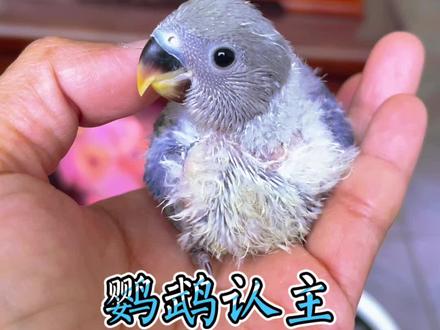 如何让自家的鹦鹉快速认主?#广西北海鹦鹉养殖