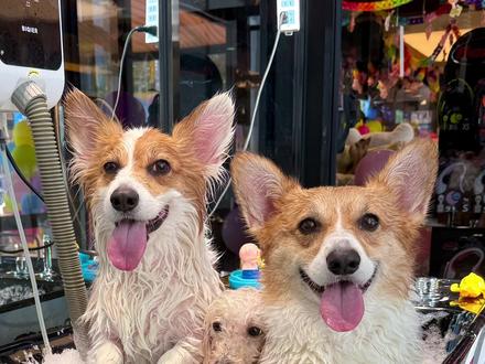 东北小狗的待客之道 洗浴必须整全套! #柯基 #狗狗的日常 #东北洗浴文化