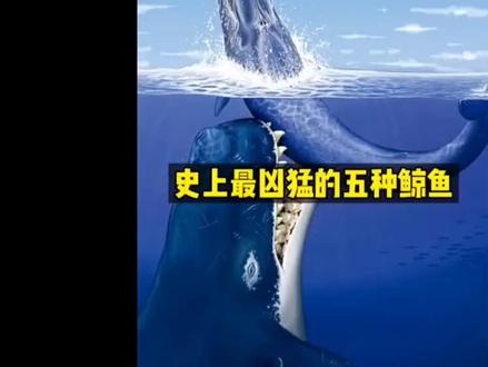 鲸鱼不如鲨鱼厉害吗?盘点史上最强的物种鲸鱼!#科普 #盘点 #每天跟我涨知识 #知识分享