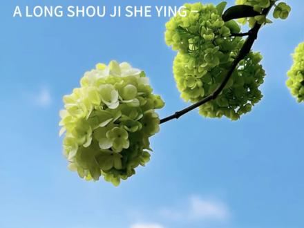 五种绣球花的拍摄技巧,你学了吗?#手机摄影#摄影教学#绣球花