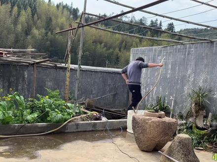 两年都没清理的池子,没想到当初放的甲鱼斗鱼都不见了,怎么回事