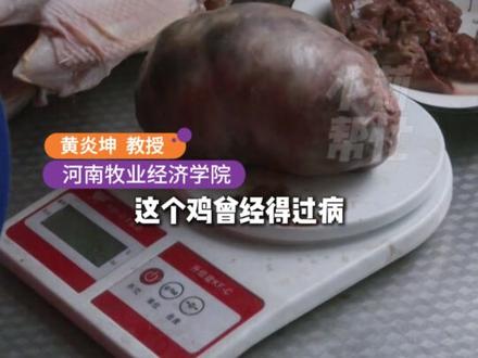1月4日(发布),河南新乡,男子称家养鸡里发现超大“鸡宝”,“网上说一克顶我半年一年工资,我这个500多克,那不是发大财了!”到底是什么东西?有价值吗?专家来解惑 #不一样的中国节气 #中国节气小寒篇 #二十四节气让生活更美好
