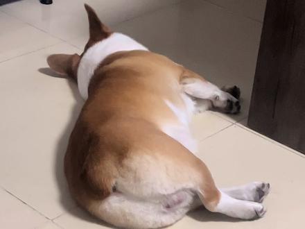 说它矮冬瓜它还不乐意了#柯基 #动物的迷惑行为 #抖in萌宠计划 #狗狗 #看到最后