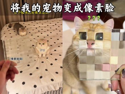 将我的宠物变成像素小猫 #马赛克玻璃 #玩个很新的东西