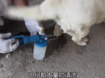 母犬一般的炎症及预防使用人工授精保护剂即可,当遇到产后恶露需要洗宫。子宫清洗需要有进有出才能达到清洁的目的。遇到子宫初期蓄脓,在清洗的过程注意配合抽液和子宫注药。必要时还要配合前列腺素辅助子宫的收缩恢复! #母犬子宫炎症 #犬子宫清洗器 #犬清宫 #子宫清洗器 #母犬清洗